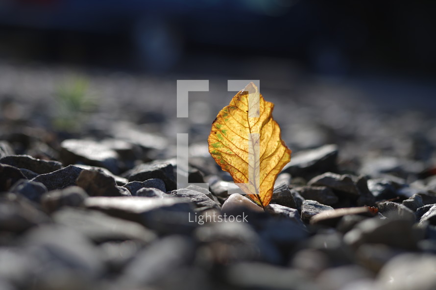 yellow leaf in gravel 