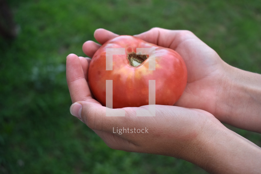 cupped hands holding a tomato 