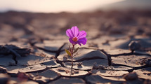 Flower growing in the dry desert.