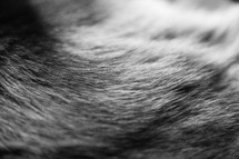Black and White texture of smooth fur