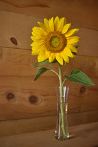 yellow sunflower in a vase 