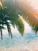 palm fronds over ocean water