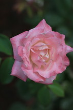 pink rose in bloom 