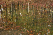 fall leaves floating on pond water 