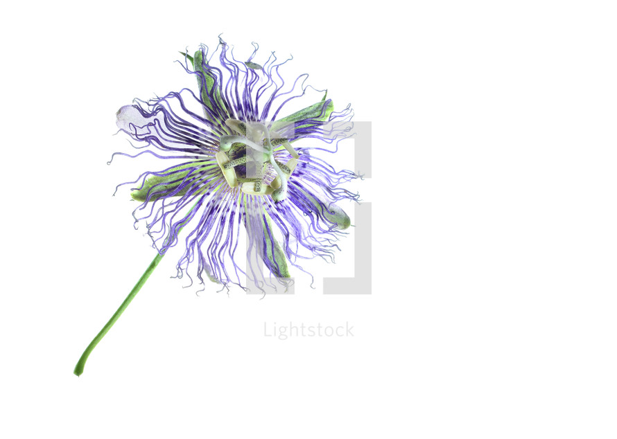 unique purple flower - Maypop or passion flower