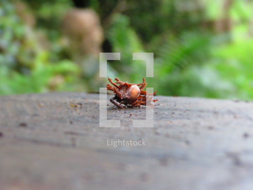 Crab on a ledge.