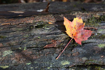 fall leaf on a log 