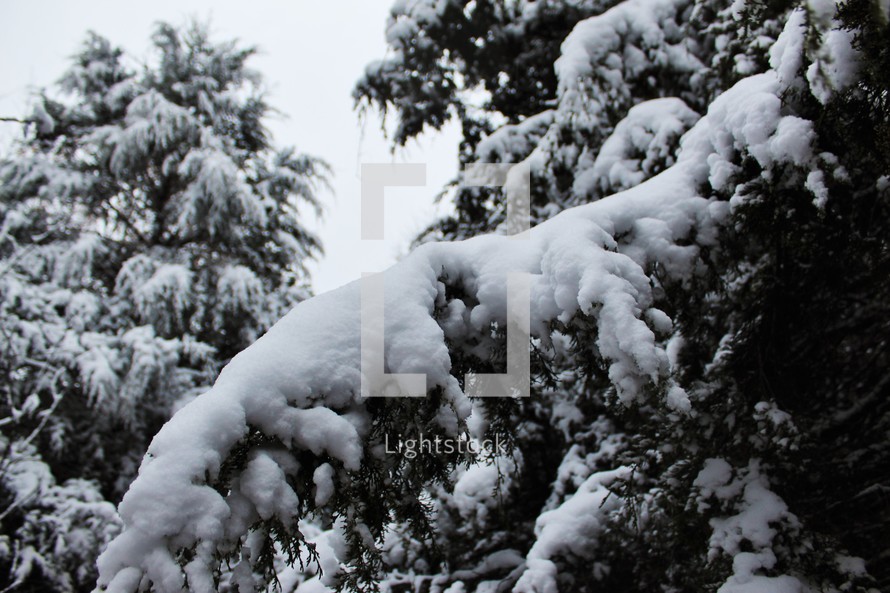 snow on evergreen trees 