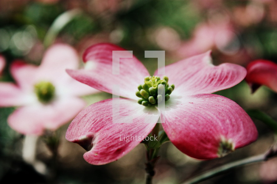 pink Dogwood flower