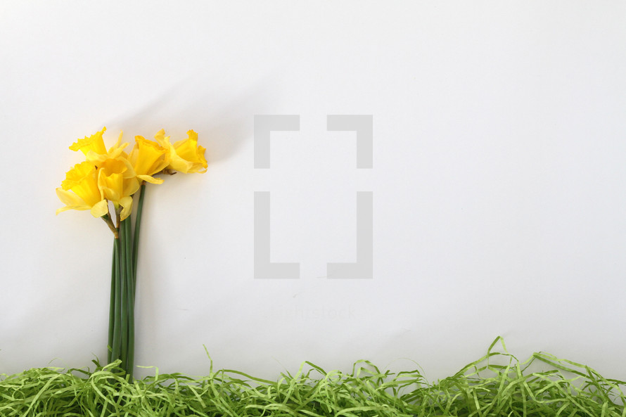 yellow daffodils and decorative grass border on white background 