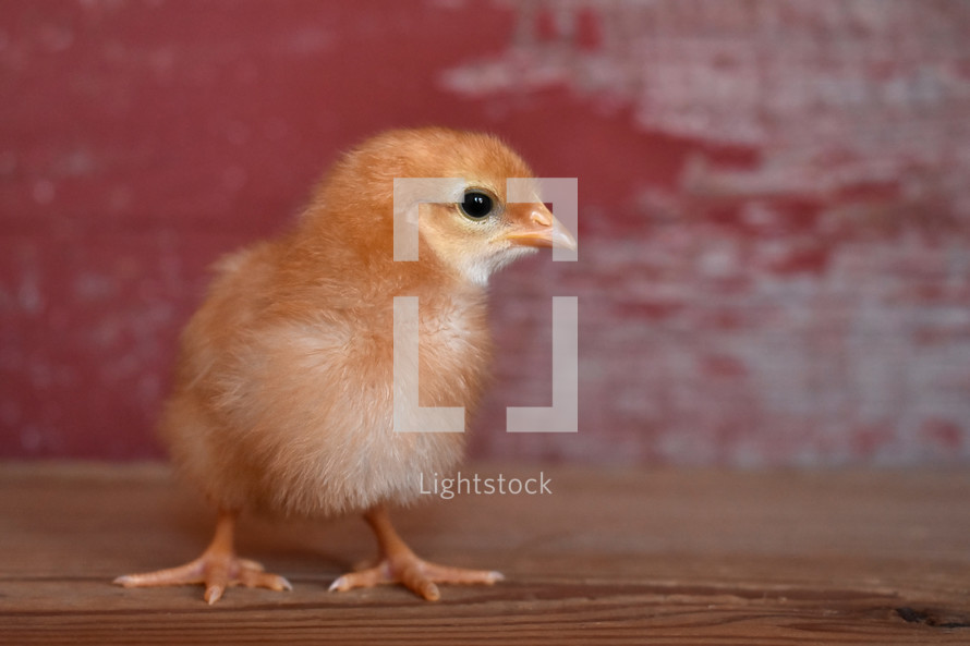 baby chick 