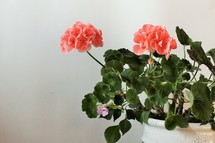 coral flowers on a house plant 