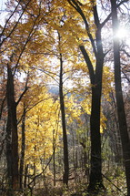 tree in a forest with gold fall leaves