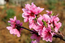 fuchsia pink cherry blossom flowers 