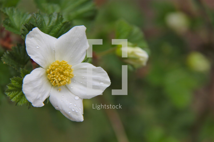 White spring flower.
