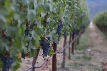 grapes in a vineyard 