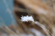 a fluff of snow on dry grass 
