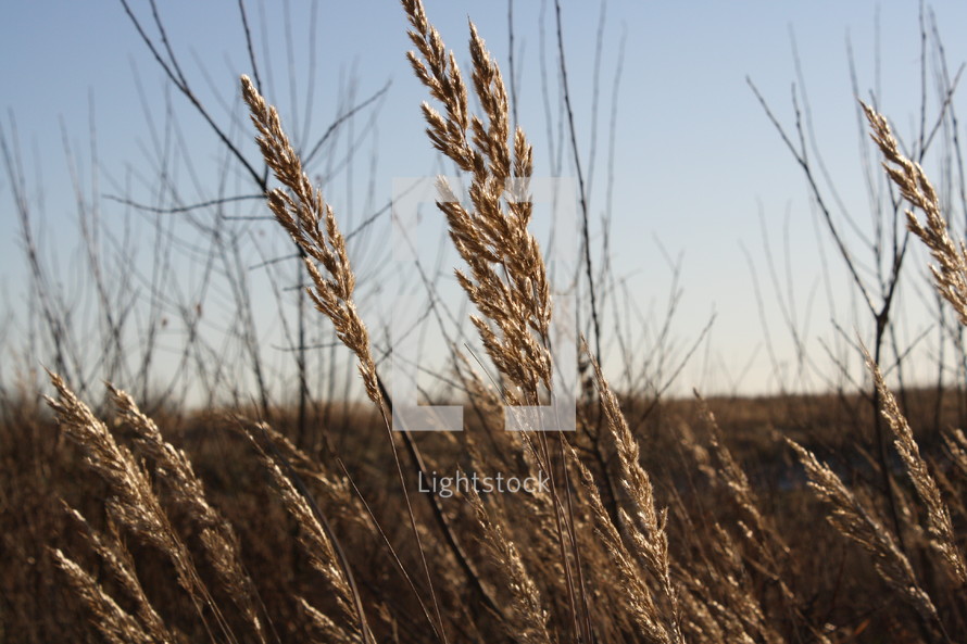 Dry wheat plants