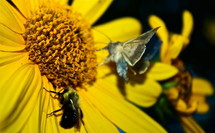 butterfly and a bee on a yellow flower