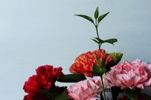 bouquet of carnations 