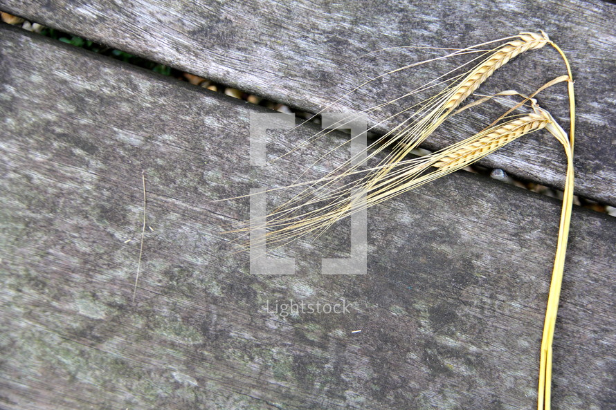 Stalks of ripe wheat on old wooden bench