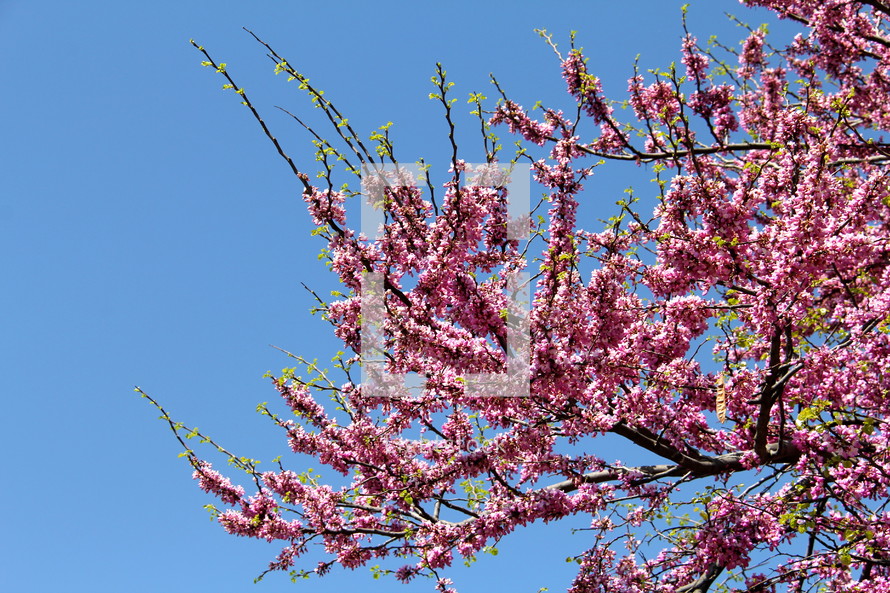 Pink blossoms covering a tree.