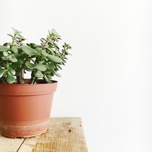 potted plant on a table 
