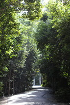tree lines rural road 