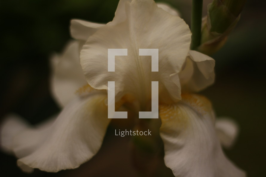white iris 
