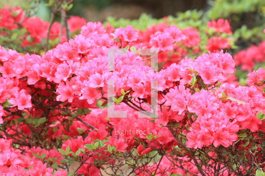 Pink blooms on an azalea bush.