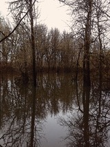 winter bare trees reflecting on pond water 