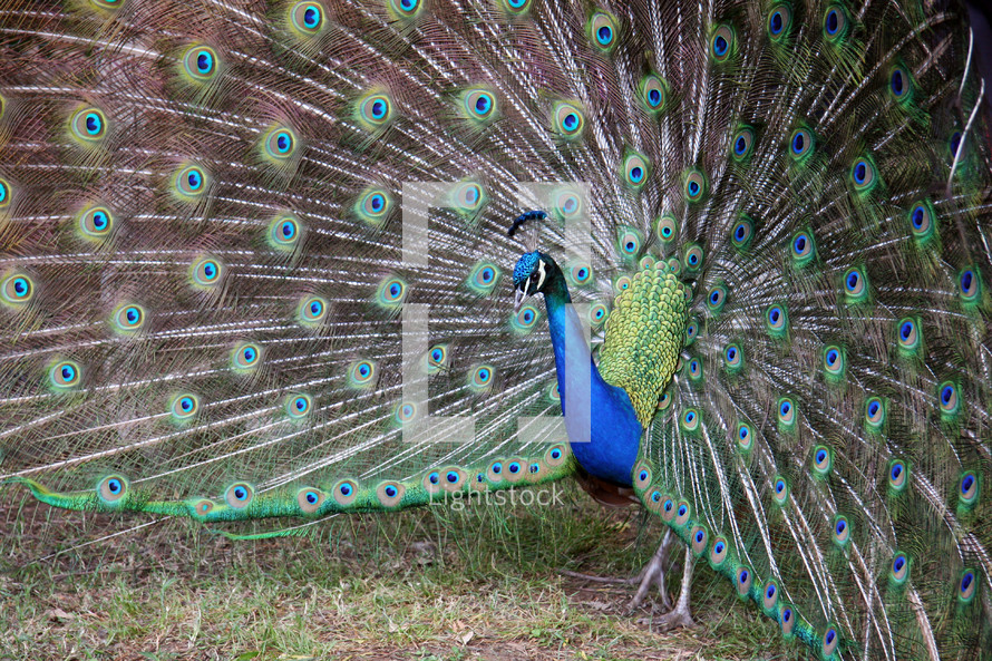 Peacock with open tail feathers.