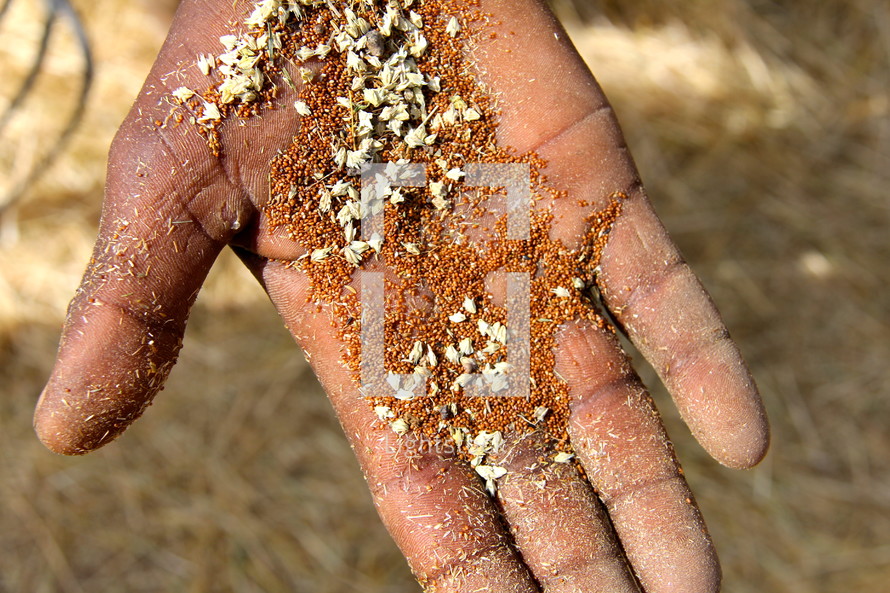 Teff seeds in the palm of a hand