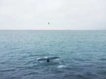 a whale tail emerging out of the ocean 