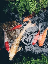 Koi fish in a pond 