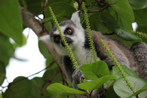 lemur in a tree