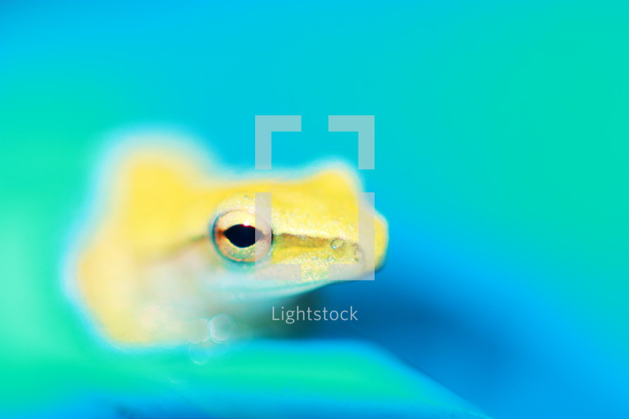 frog eye 