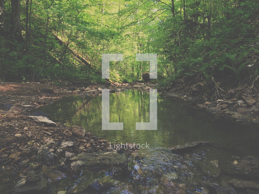 pond in a forest