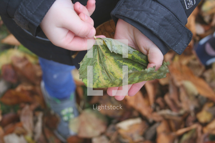 boy holding a fall leaf 