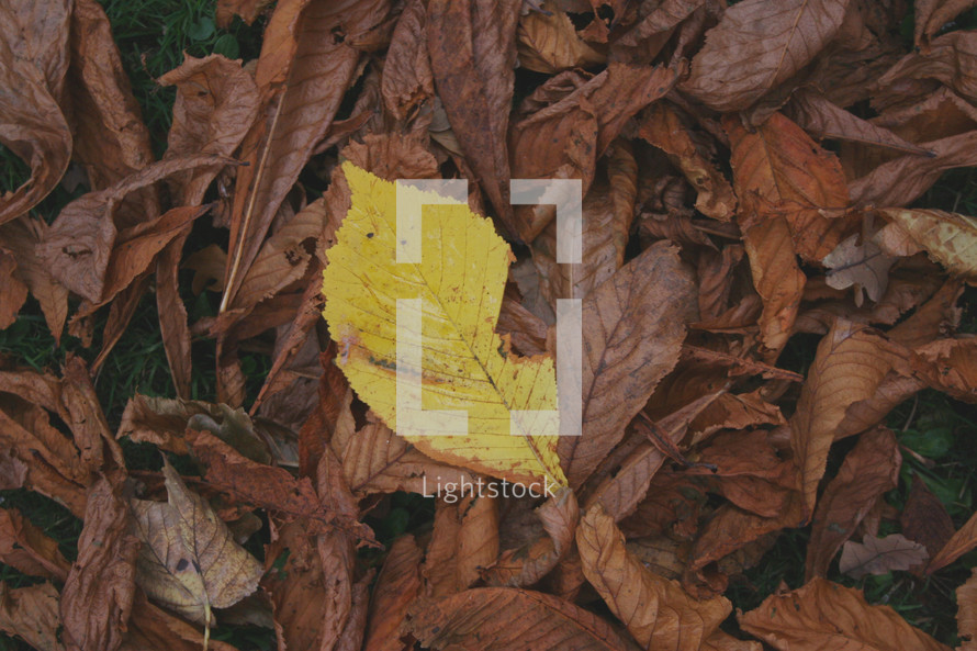 yellow and brown fall leaves 