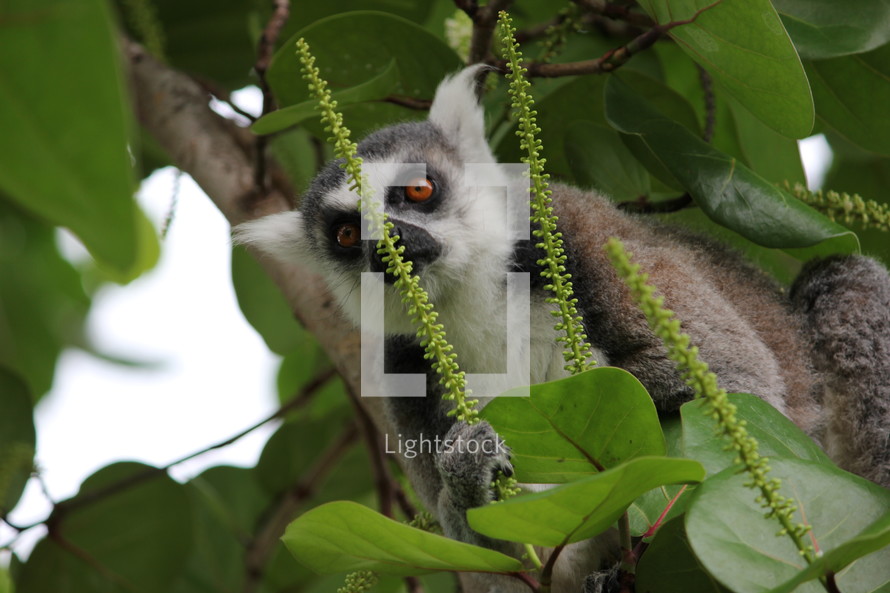 lemur in a tree