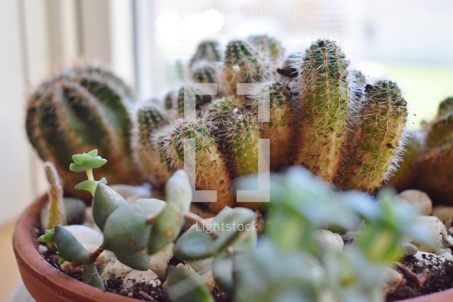 cactus houseplant 