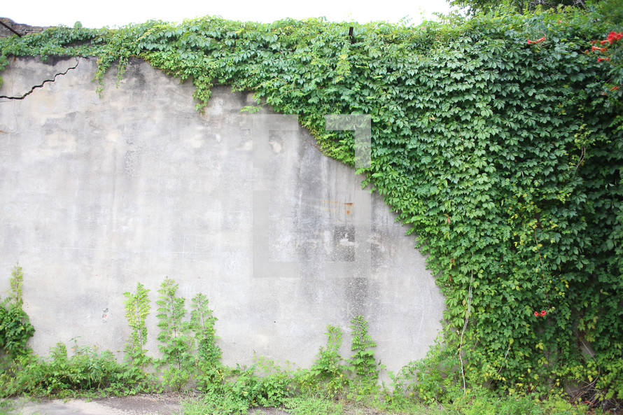 A tall concrete wall partially covered in vines.