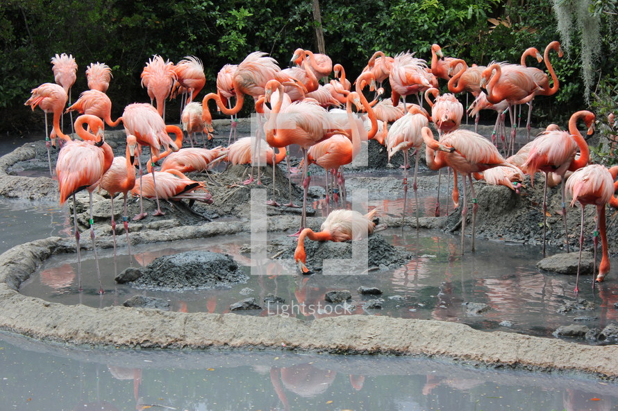 flamingoes 
