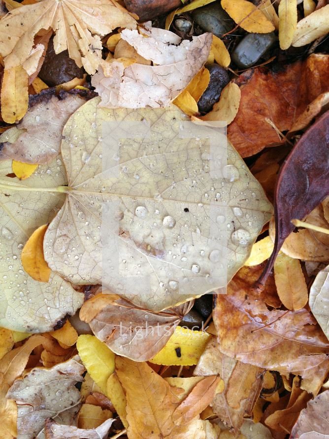 pile of wet fall leaves 