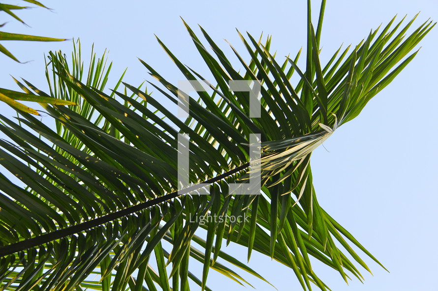 Green palm frond branch or leaves