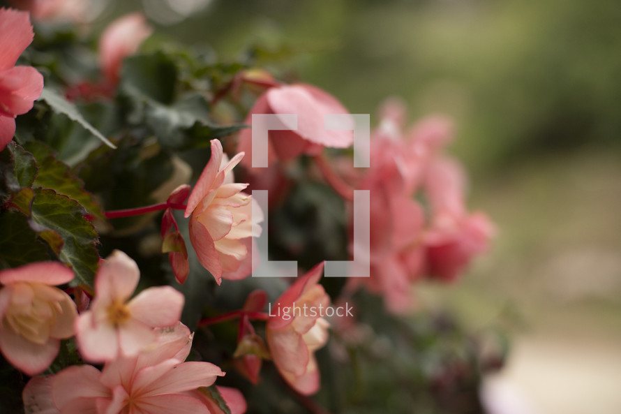 begonia flowers 