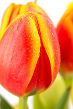 wet red tulips 