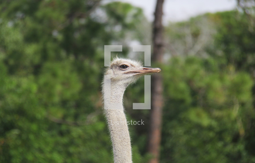 ostrich head 