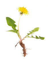 dandelion with root 